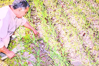 drought situation in himachal pradesh after 11 years 
