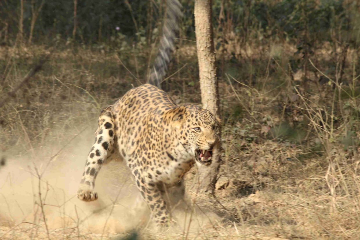 leopard attack on a girl child and took away from house