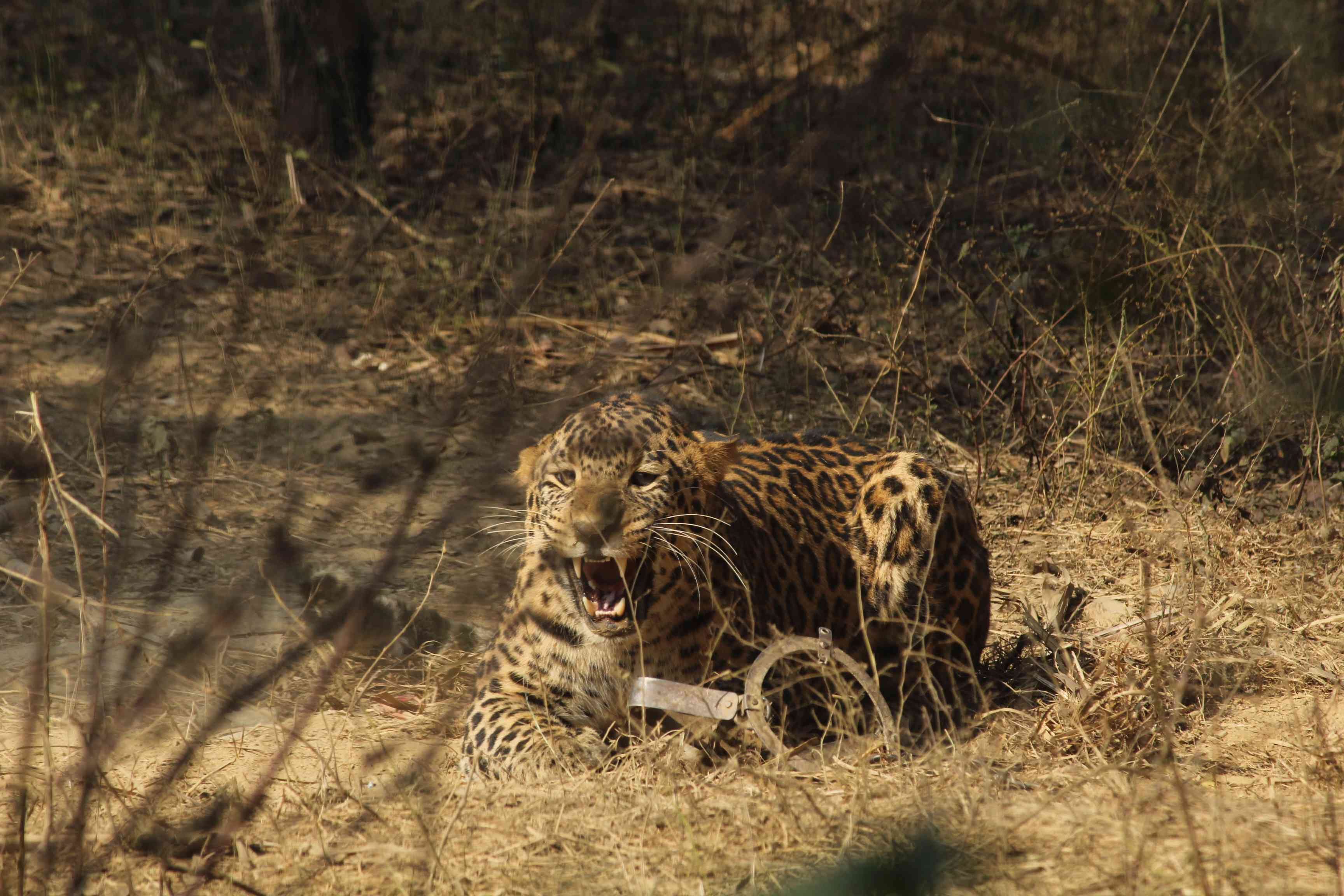 leopard attack on 7 years old boy his brother saved him