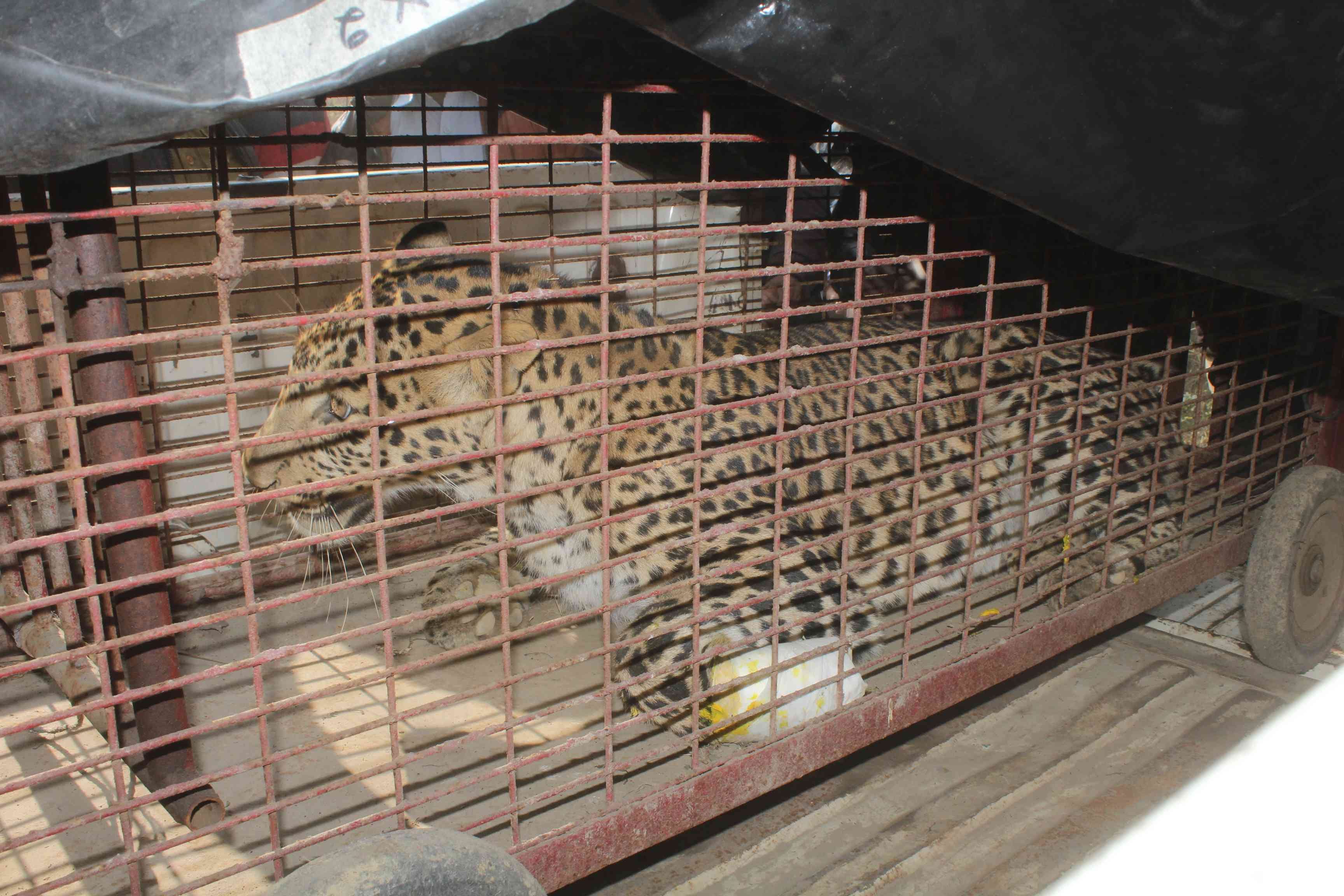 wild leopard enter in haridwar ashram