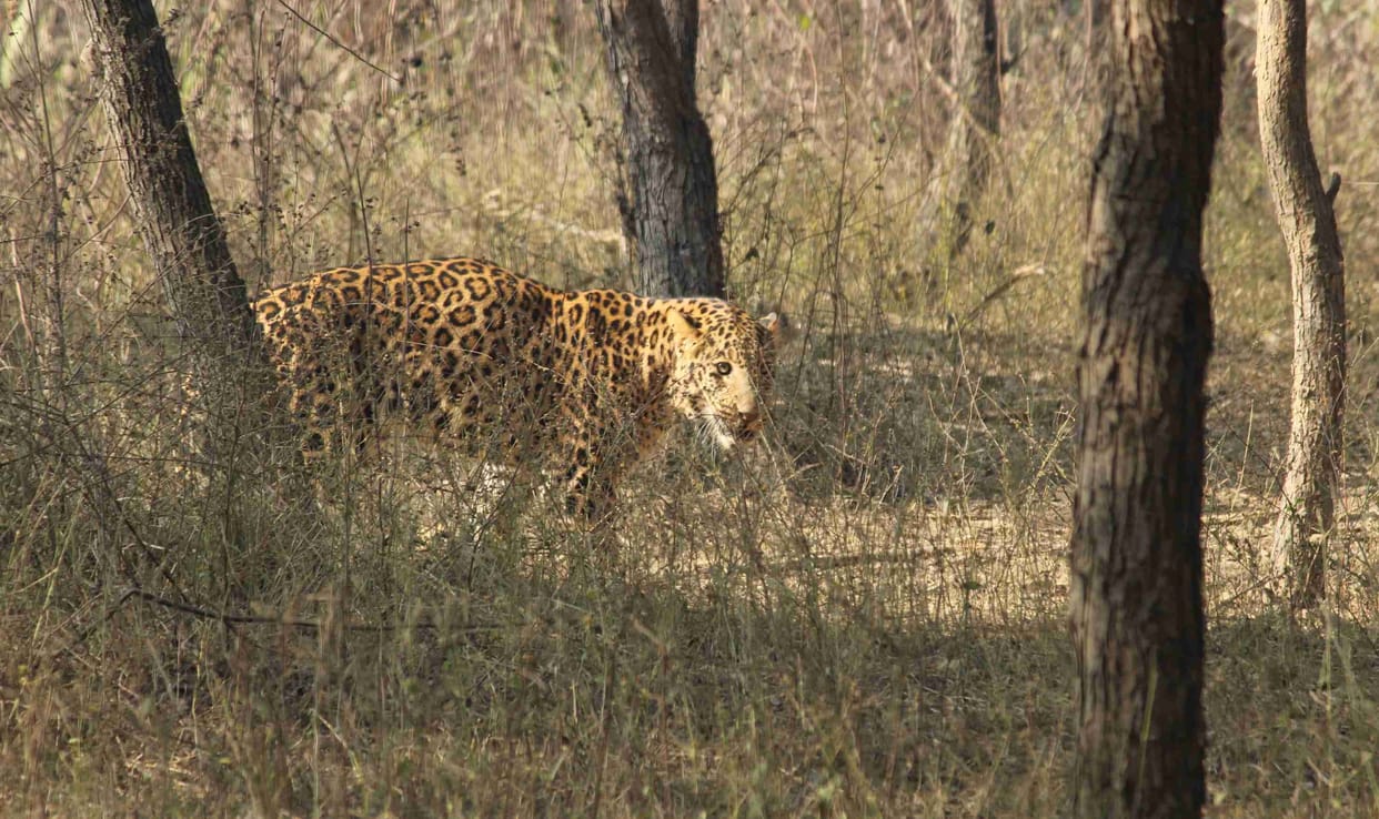 Leopard have see on Gagol Road at night in Meerut