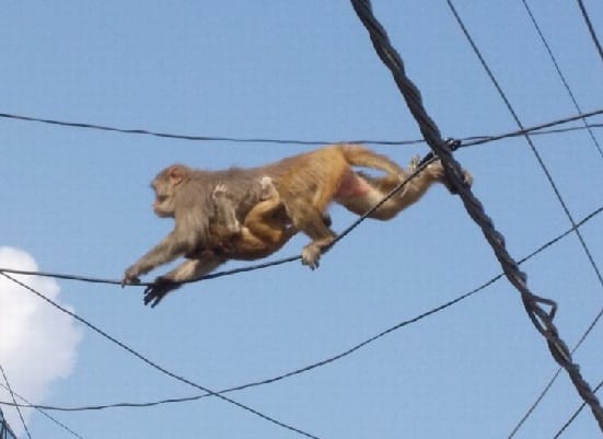 Monkey attack on women on drying clothes
