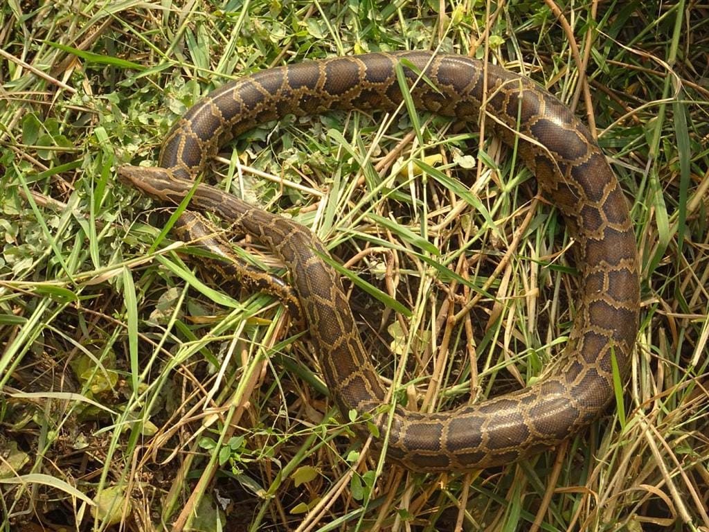 some interesting facts about snakes