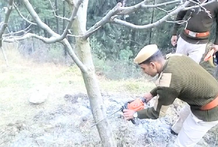 hp high court decision on apple tree removal issue on forest land