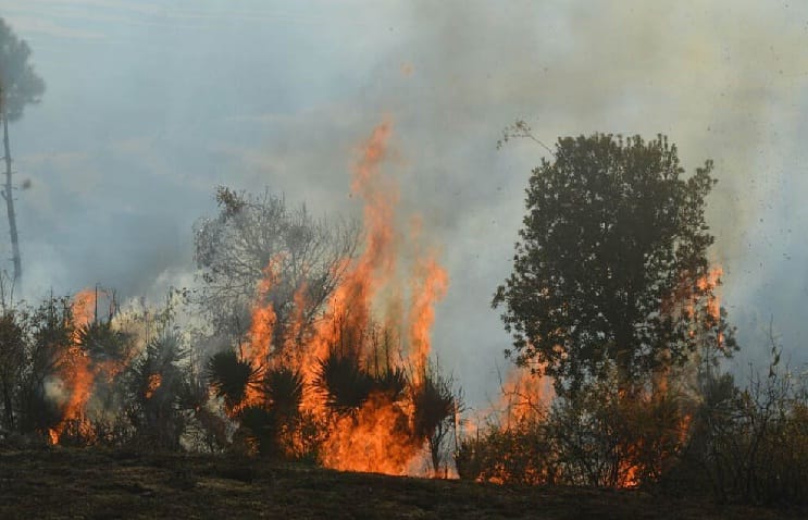Fear of fire in the forest of Suni
