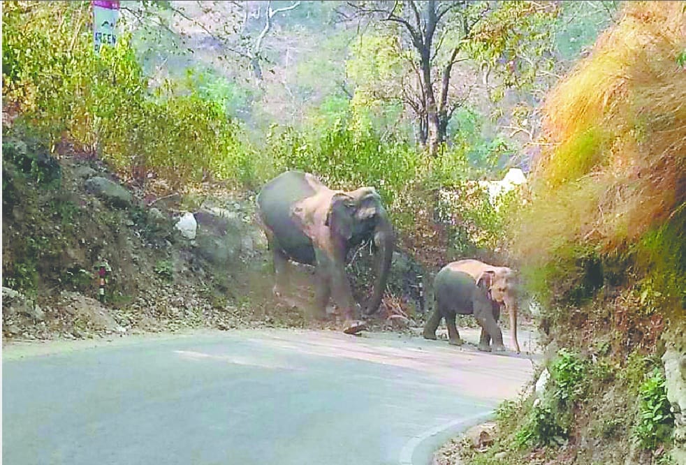 Giant wild elephant killed a woman in kotdwar