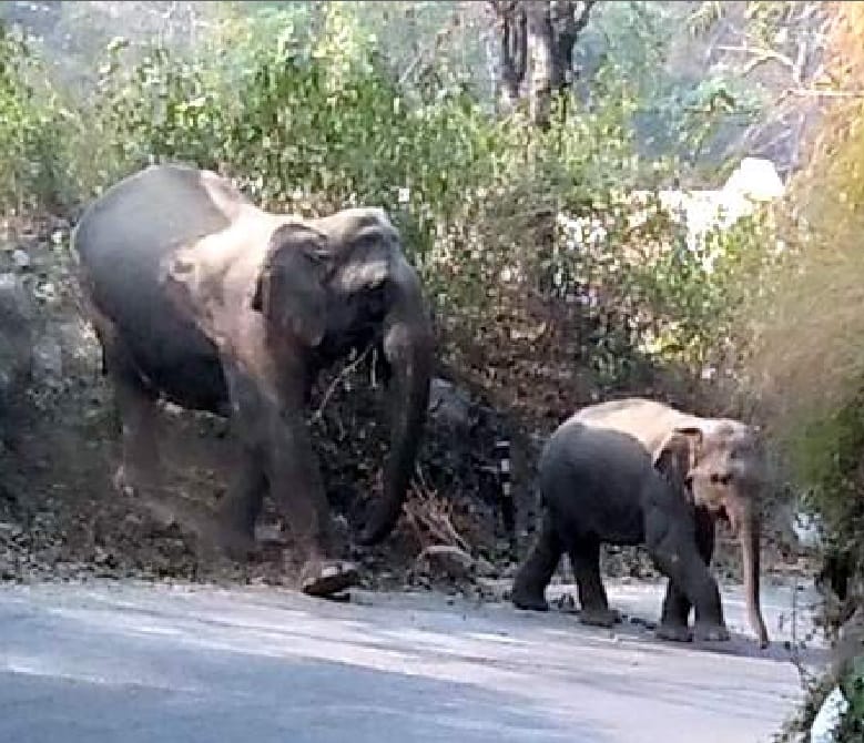 Giant wild elephant killed a woman in kotdwar