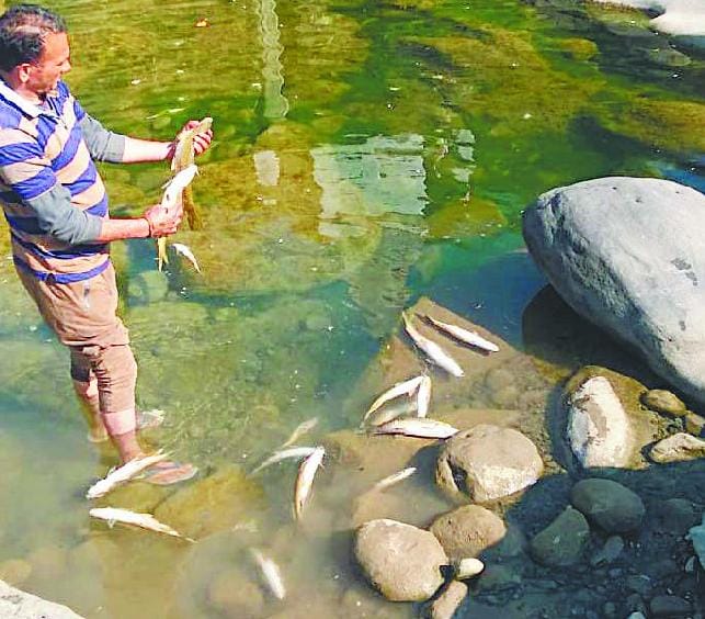 सोन खड्ड की प्राकृतिक झील दोहपी में मरी सैकड़ों मछलियां