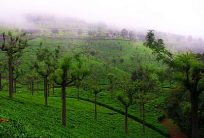 tourists will pay Taxes to see these gardens