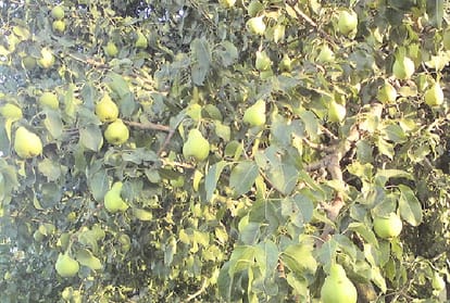 orcherd removed tumbu pear tree for apple in himachal