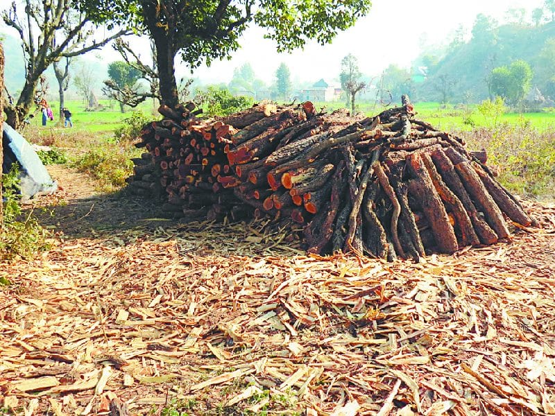 पैहरवीं में खैर के दर्जनों पेड़ों पर चली कुल्हाड़ी