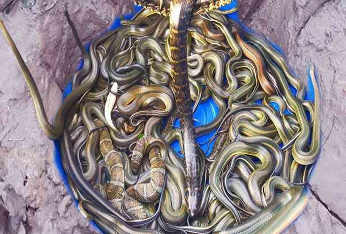 Siwan in Patna seven venomous snake come out from one home
