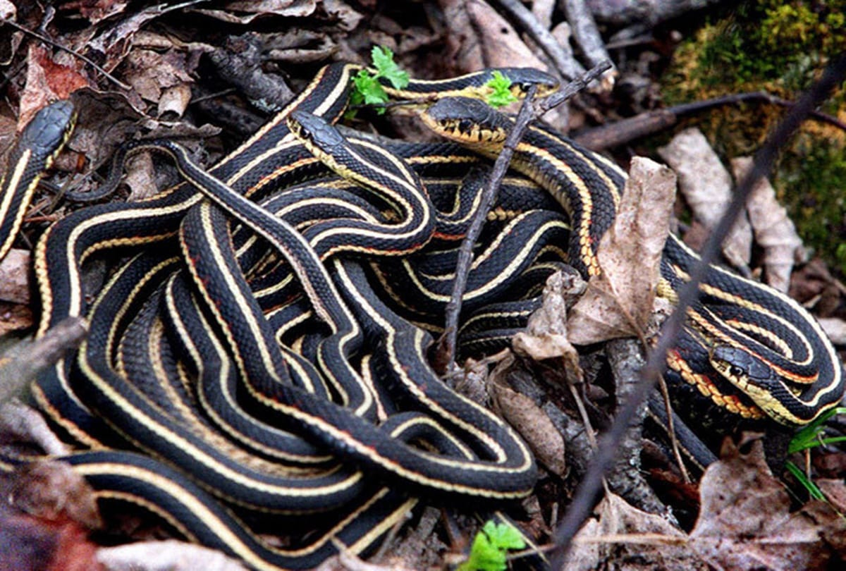 Snake head bites man who decapitated it 