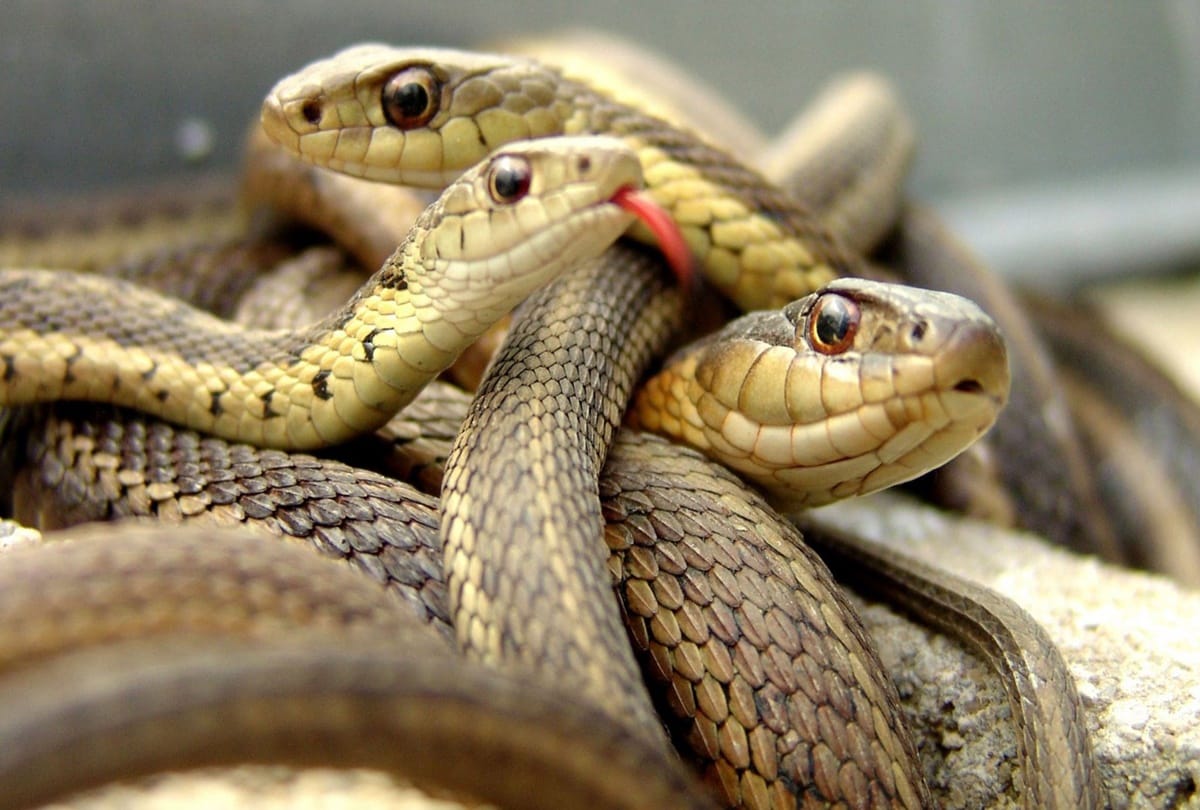 Snake bite Shocking information about death 