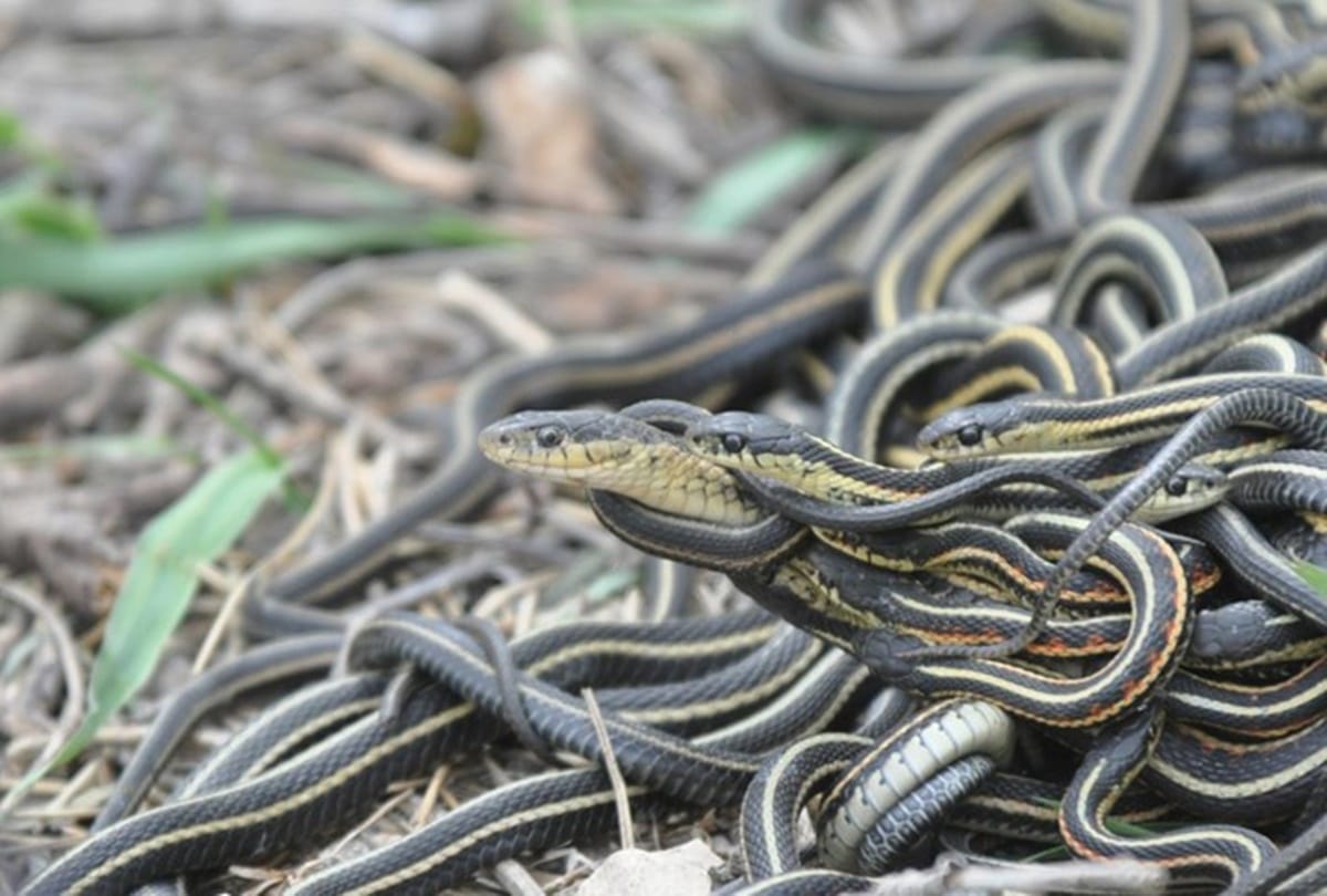 Siwan in Patna seven venomous snake come out from one home