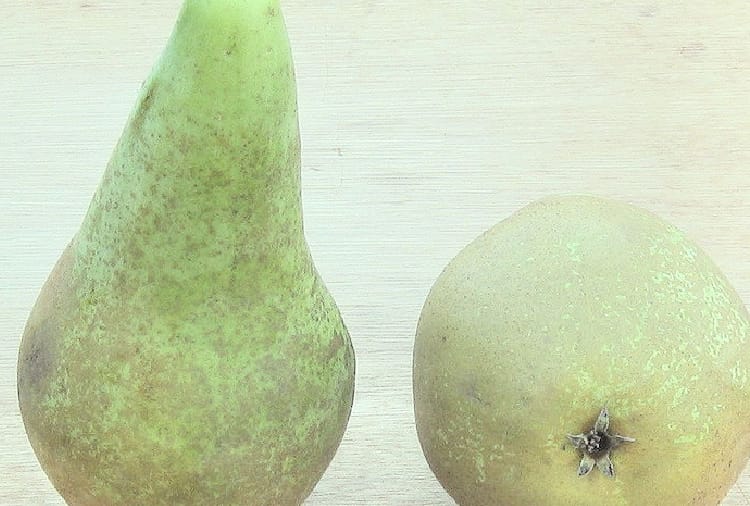 orcherd removed tumbu pear tree for apple in himachal