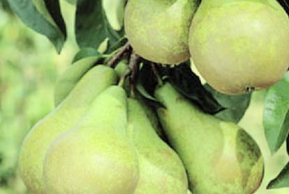orcherd removed tumbu pear tree for apple in himachal