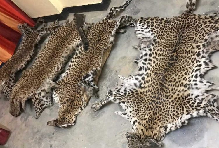 skin of leopards purchased from sirmour and was plan to sale in solan