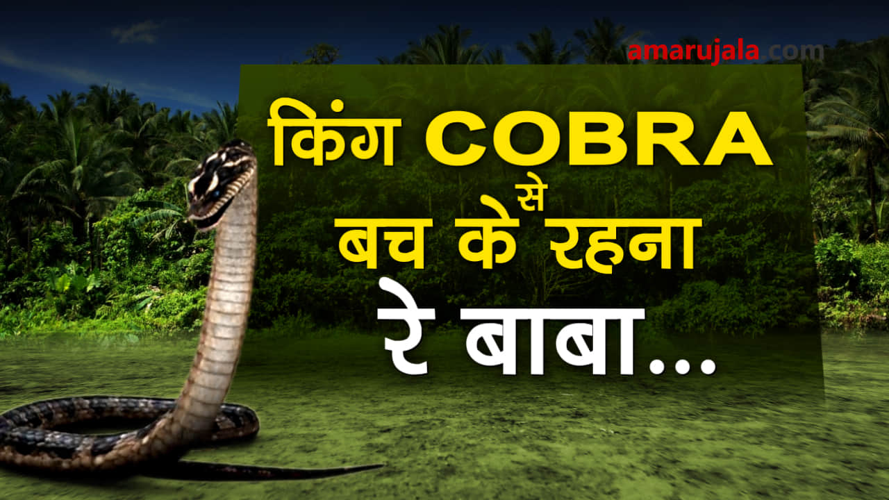watch men kiss king cobra and perform acts in front of tourists special story