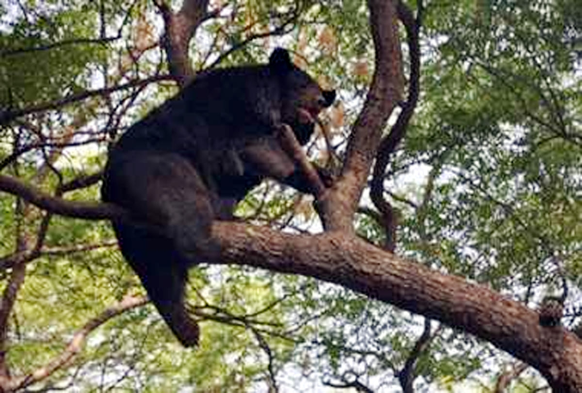 Bears Rescued In Keetham Ten Years Update News Agra