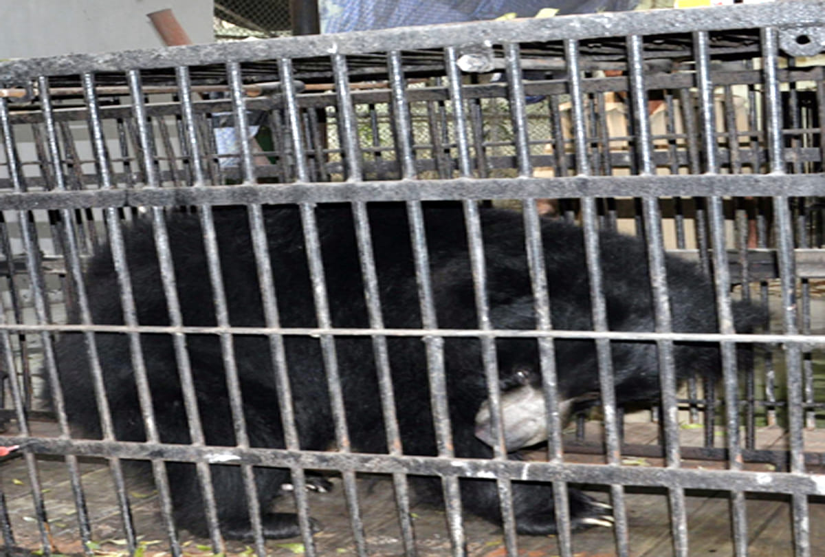 kanpur zoo bear gabbar is dead by cancer