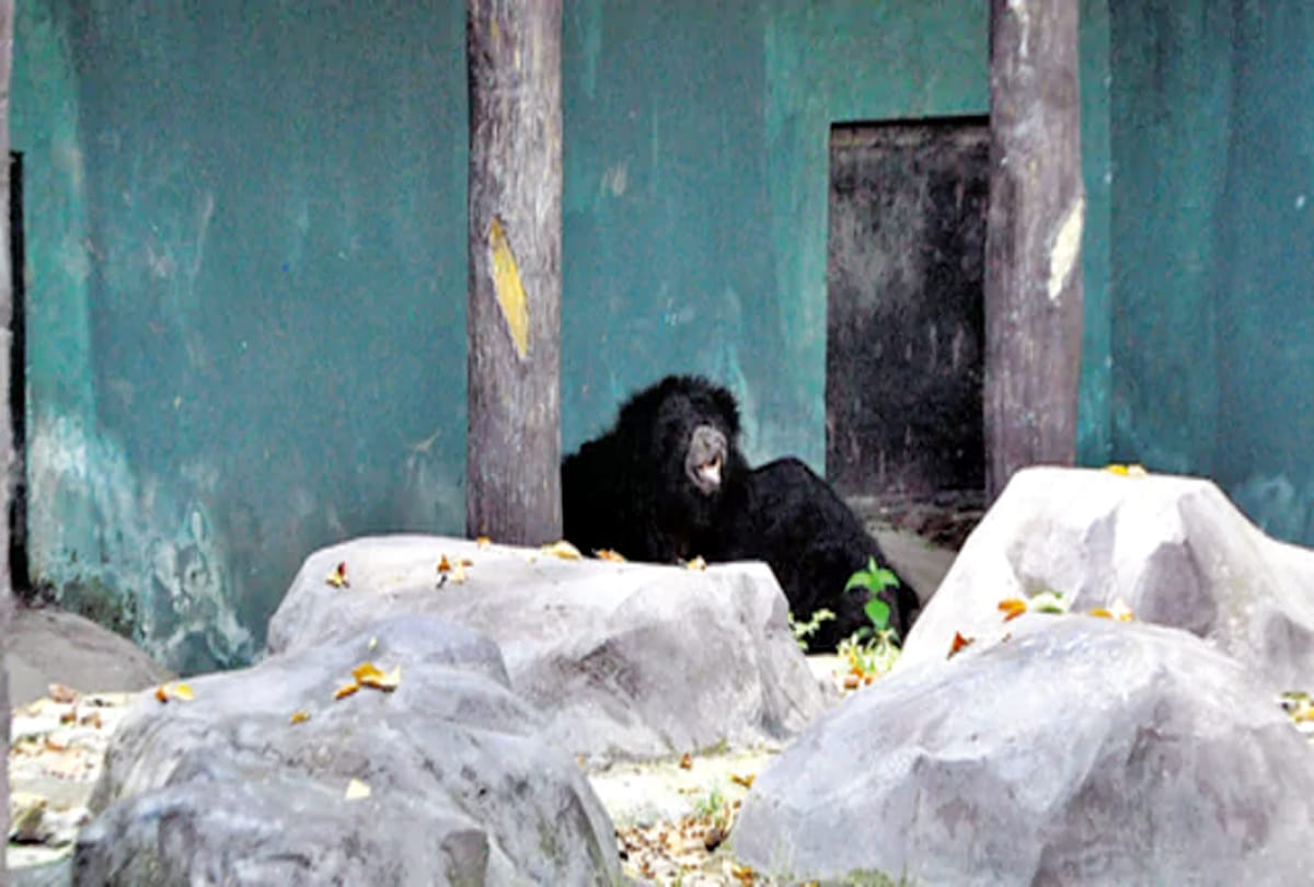 kanpur zoo bear gabbar is dead by cancer