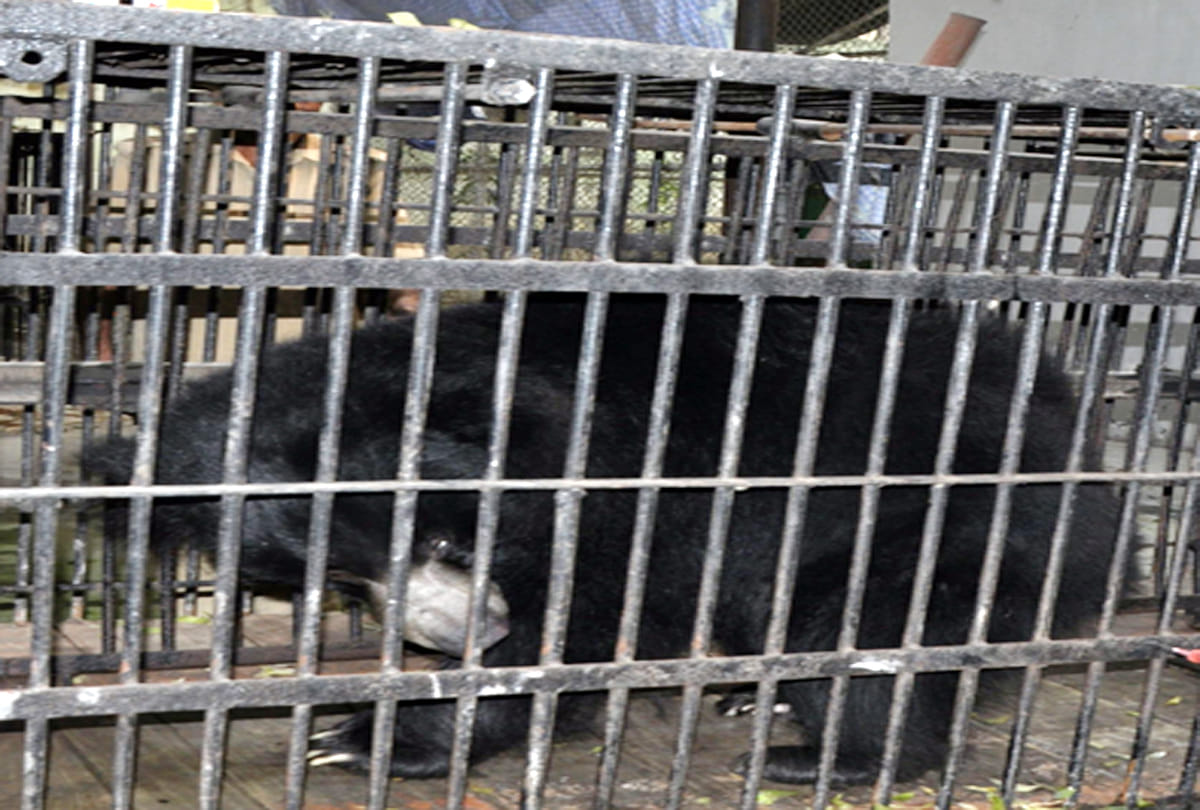 kanpur zoo bear gabbar is dead by cancer