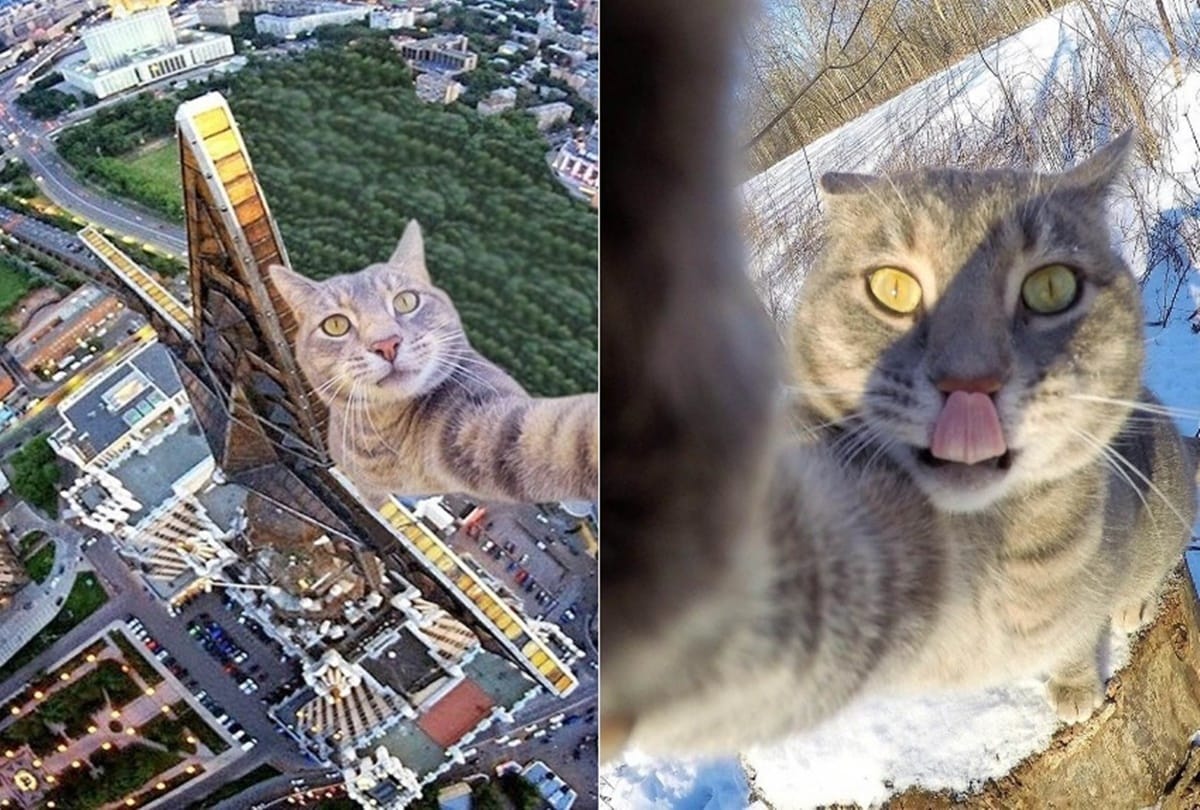 See this selfie cat who loves camera a lot 