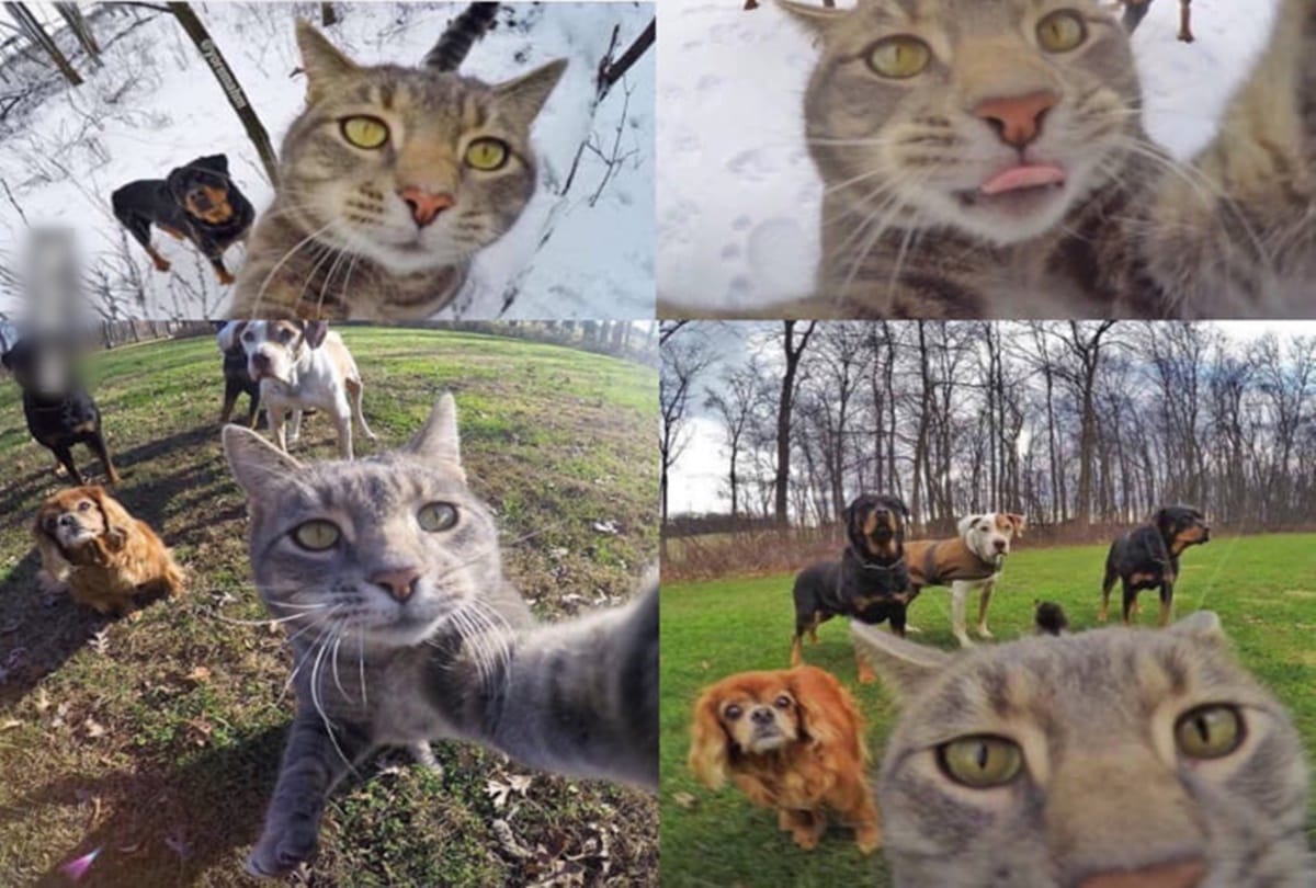 See this selfie cat who loves camera a lot 