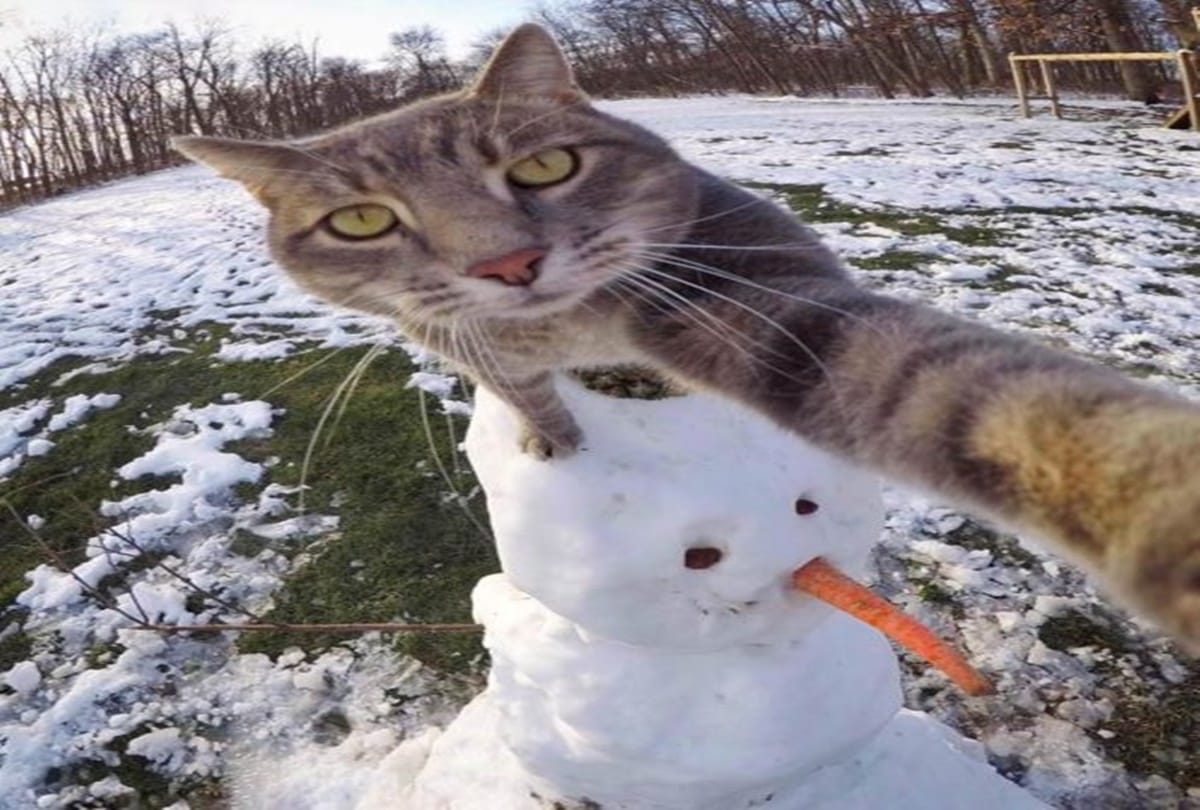 See this selfie cat who loves camera a lot 