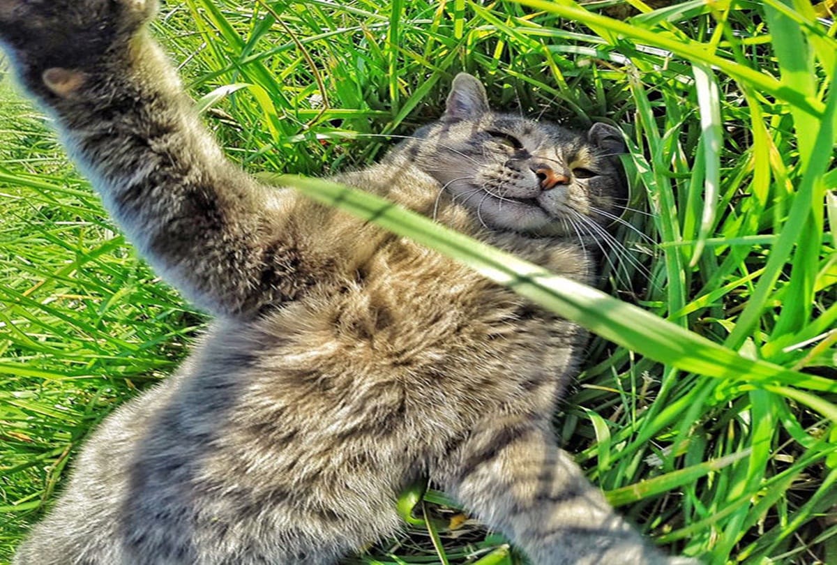 See this selfie cat who loves camera a lot 