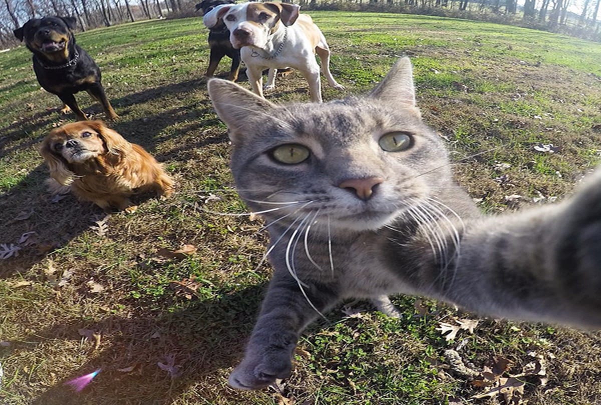 See this selfie cat who loves camera a lot 