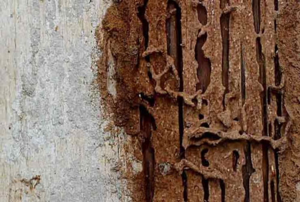 Termites ate 3000 Books in haridwar library