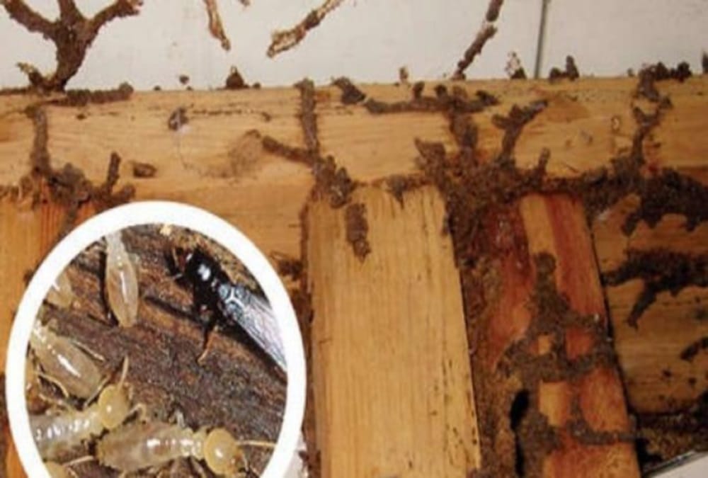termites problem will Finish from this Powder