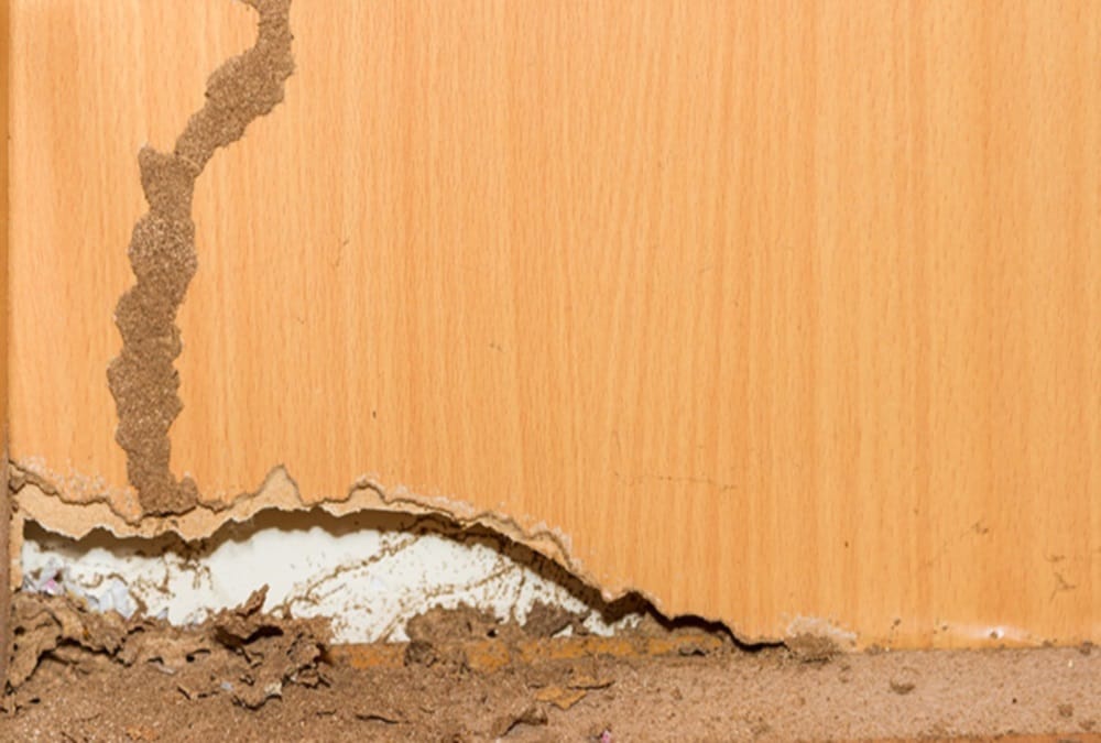 termites problem will Finish from this Powder
