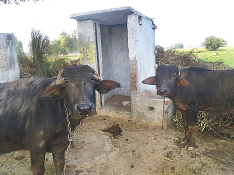 Hygiene spent 38 lakhs, yet open defecation