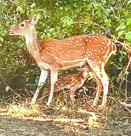 Cherbett's Carbet Park