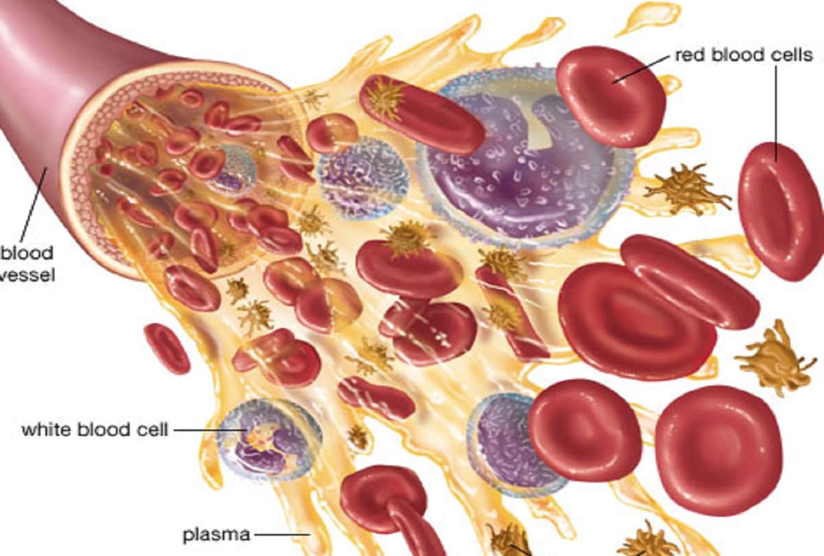 Covid-19 study reveals Not only humans but These  animals are at high risk of coronavirus infection
