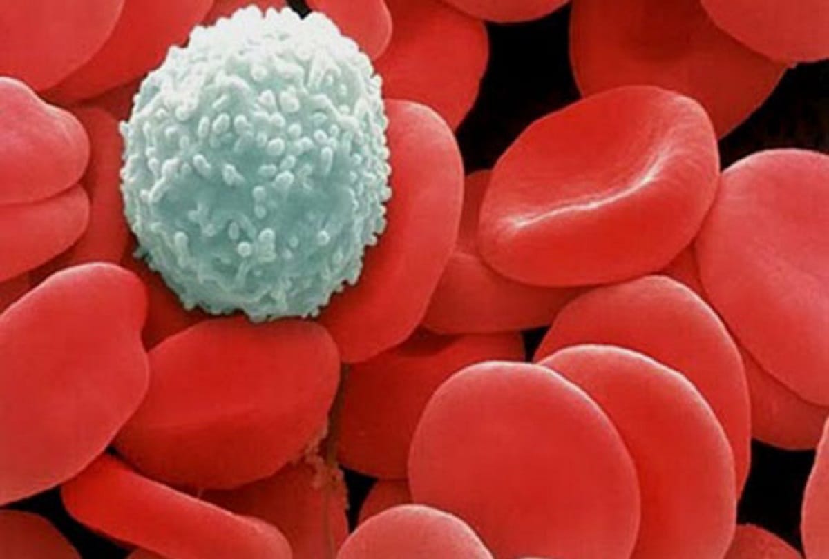 Things You Should Know About Blood Cells And Bone Marraow