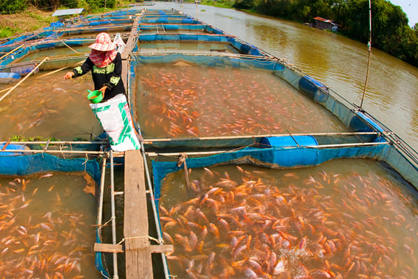 25 units of fishery in salt water in up