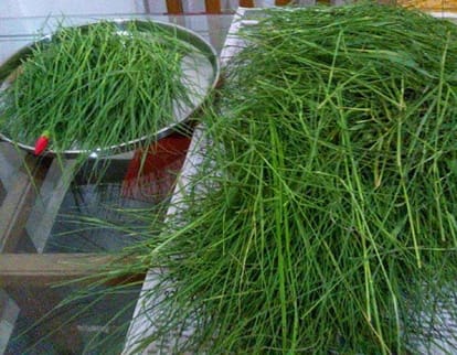 importance and benefits of durva grass