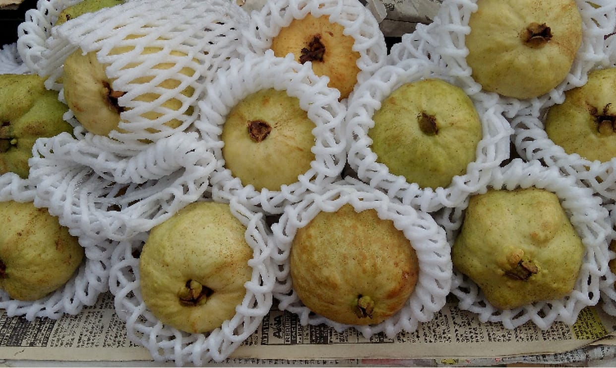 Now chemical guava on sale in market
