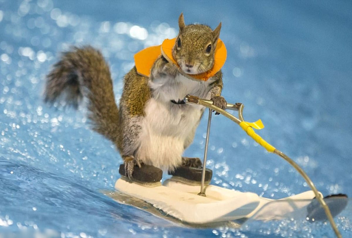 Squirrel has done work in many films behalf of this quality