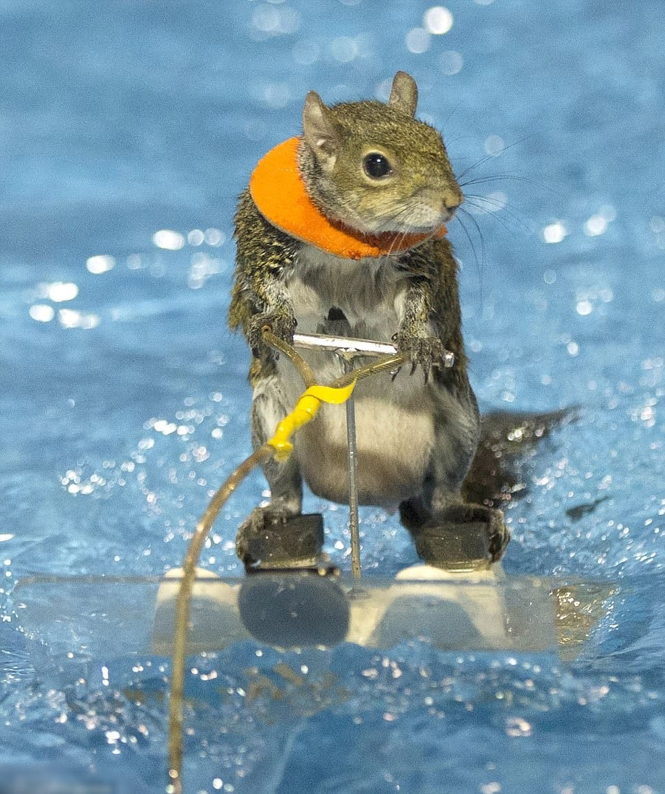 Squirrel has done work in many films behalf of this quality