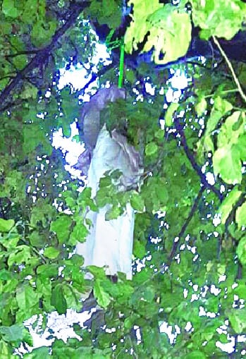 The body of the farmer got hung from the tree
