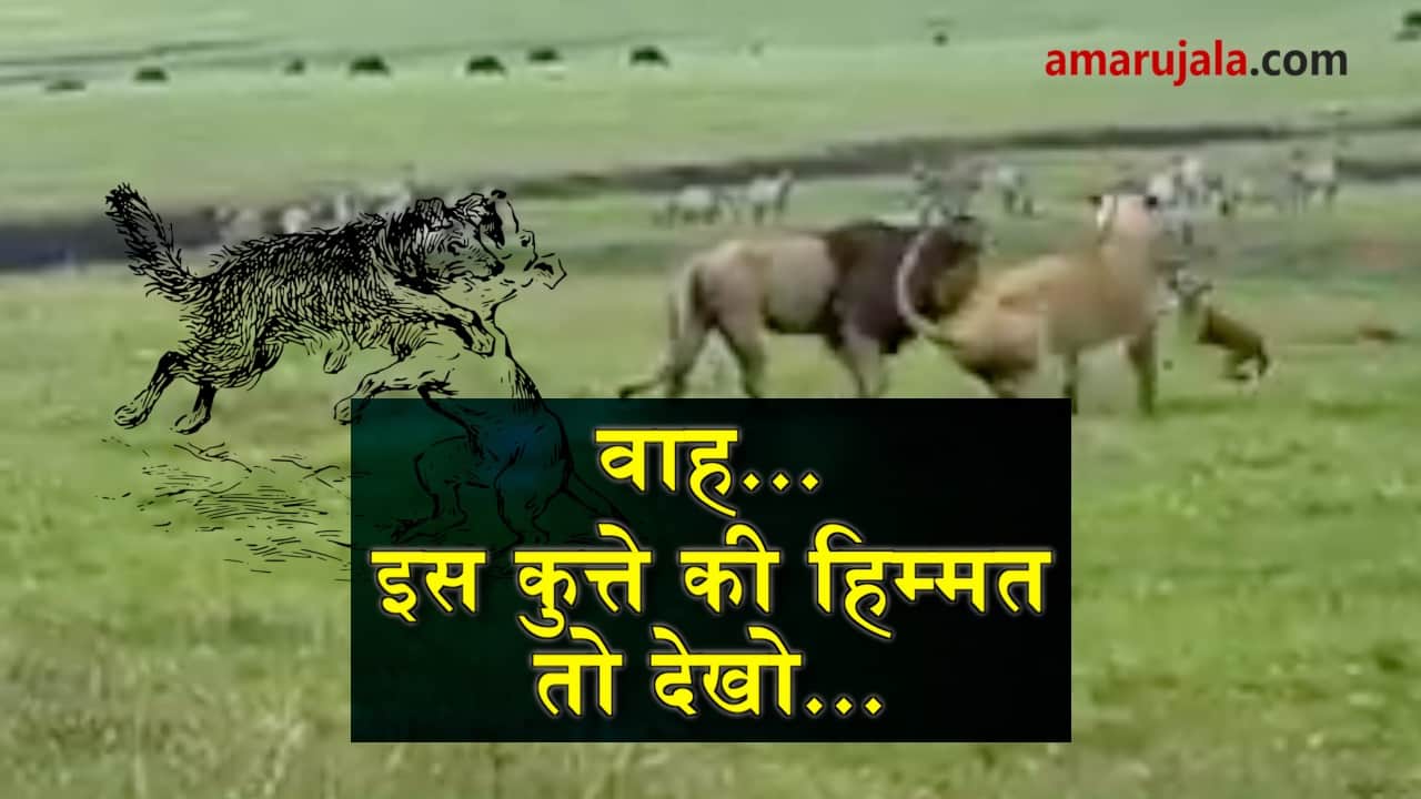 Brave dog gives it back to the Lions viral video on internet special story 