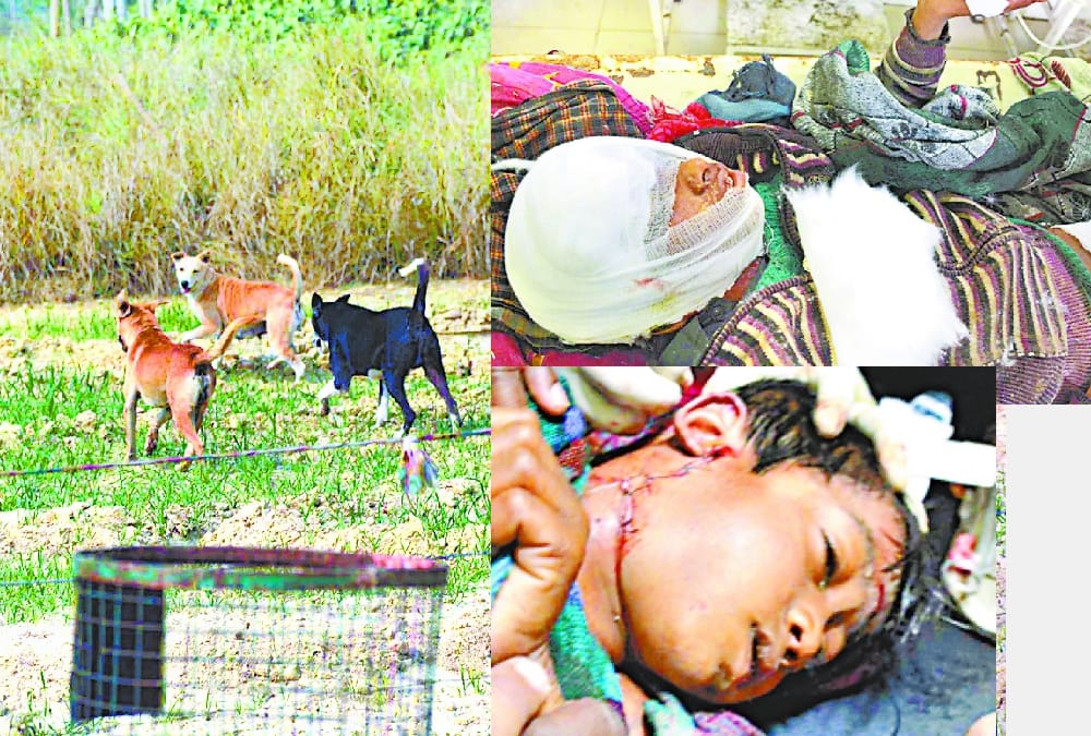 dogs attacked on children in sitapur.