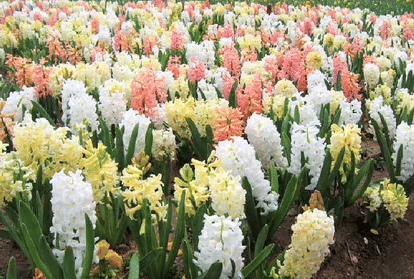  floriculture on barren land in himachal
