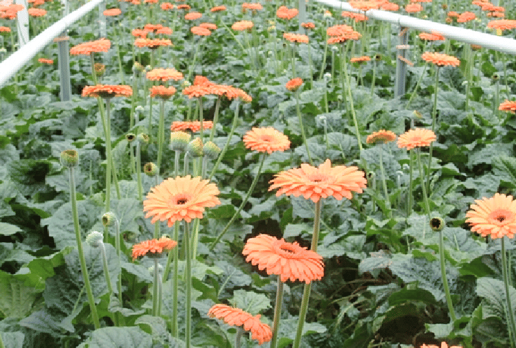  floriculture on barren land in himachal