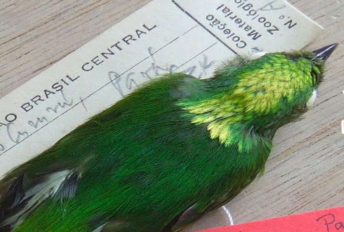 Such a unique creature found in the Amazon